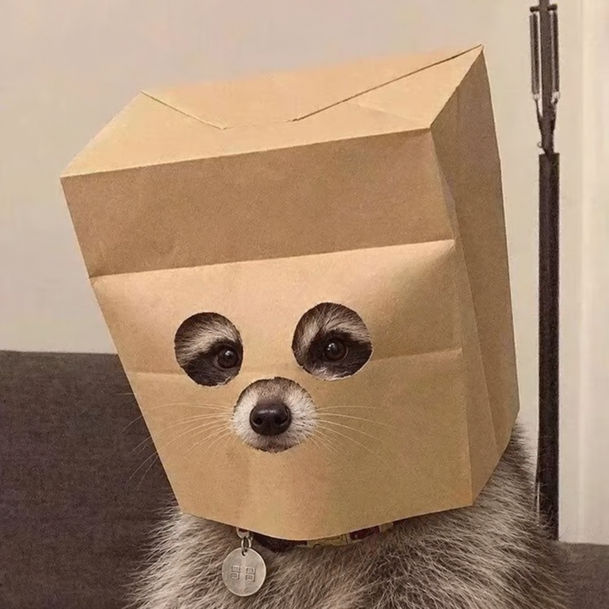 Anonymous Raccoon wearing a paper bag